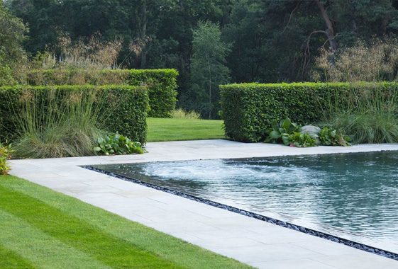 dynamichts-Landscaping-service-Poolside Landscaping -image